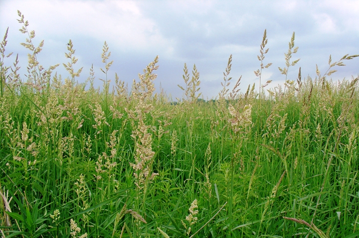 reed canarygrass