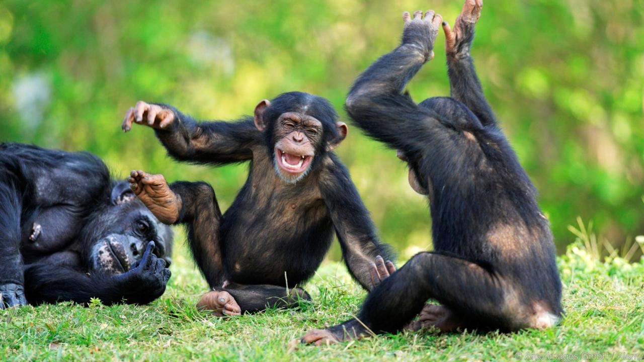 chimpanzee