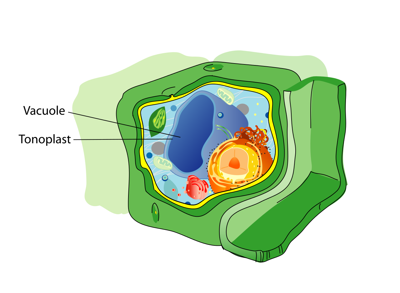 vacuole-vacuole