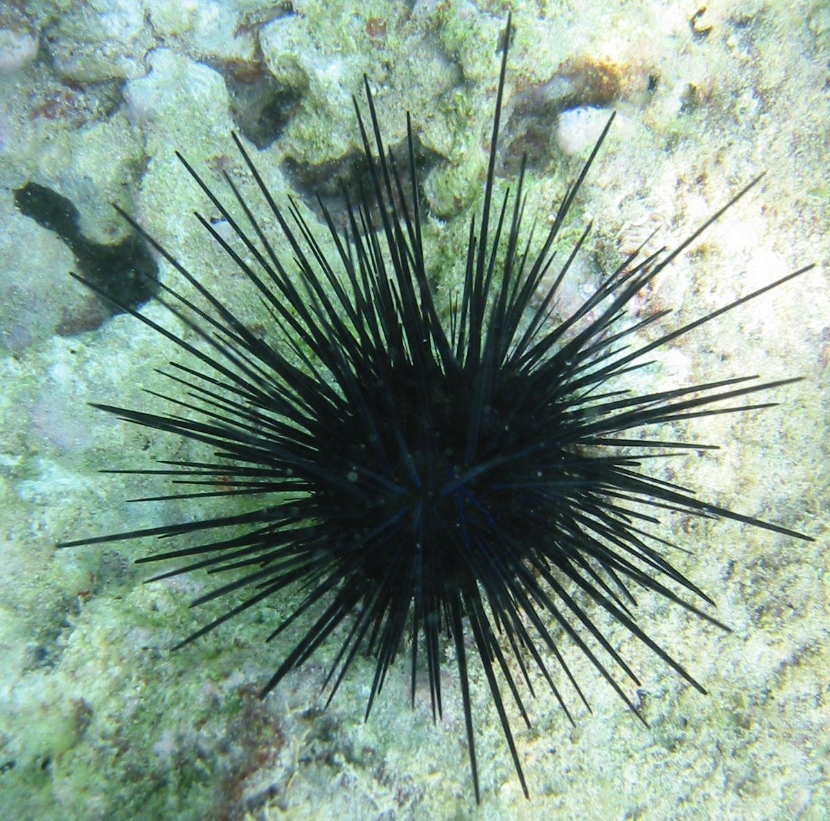 sea urchin