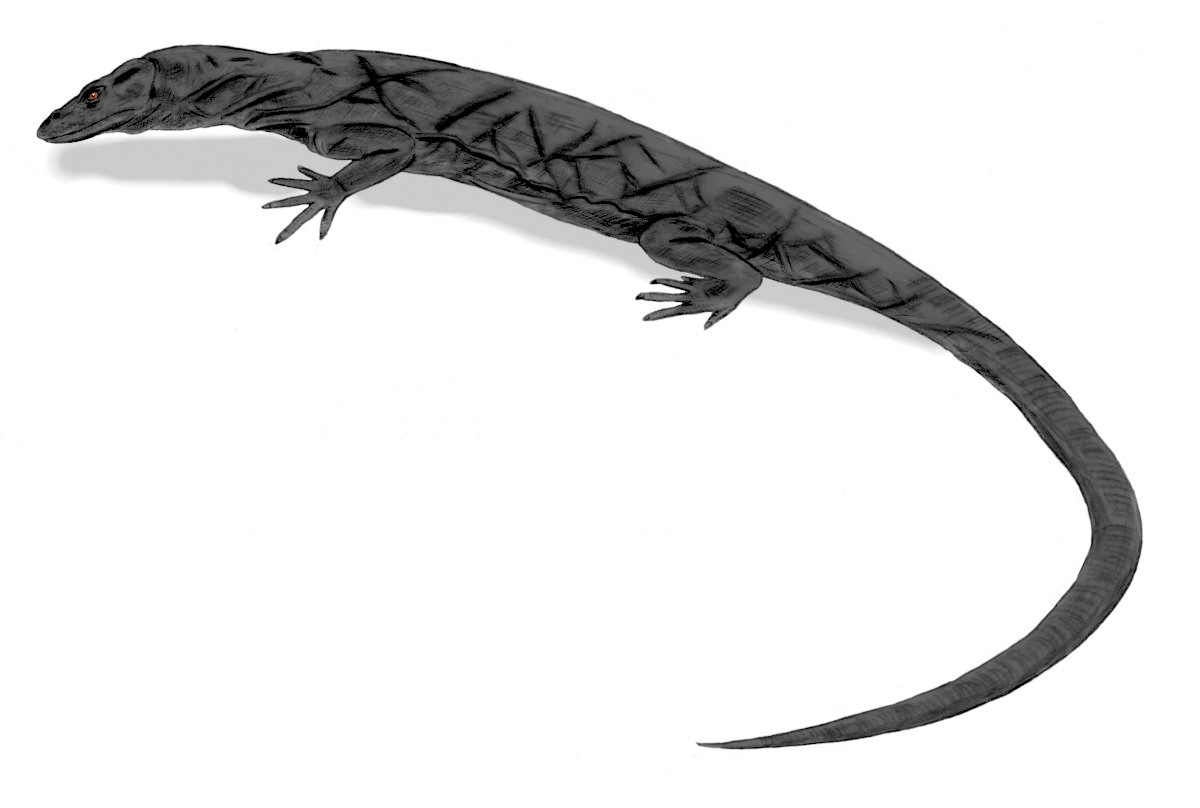 【panay_monitor_lizard】什么意思_英语panay__的