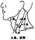 扶突穴位置