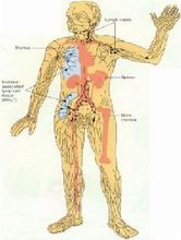 人体免疫系统