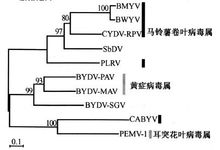 黄症病毒科的系统发育树（超读蛋白）