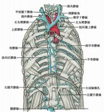 起自左腰升静脉,穿膈主动脉裂孔,上行于脊柱左前方,至第8胸椎平面