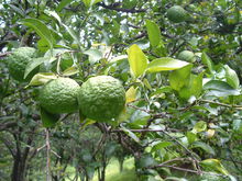 未成熟的黄果 未成熟的黄果