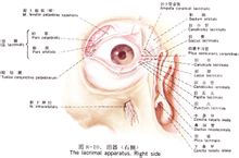 眼部结构