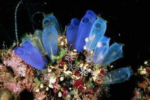 尾索动物图 尾索动物图