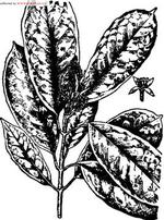 【枇杷叶珊瑚】英语怎么说_在线翻译_有道词