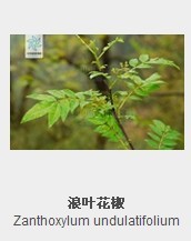 浪叶花椒 浪叶花椒