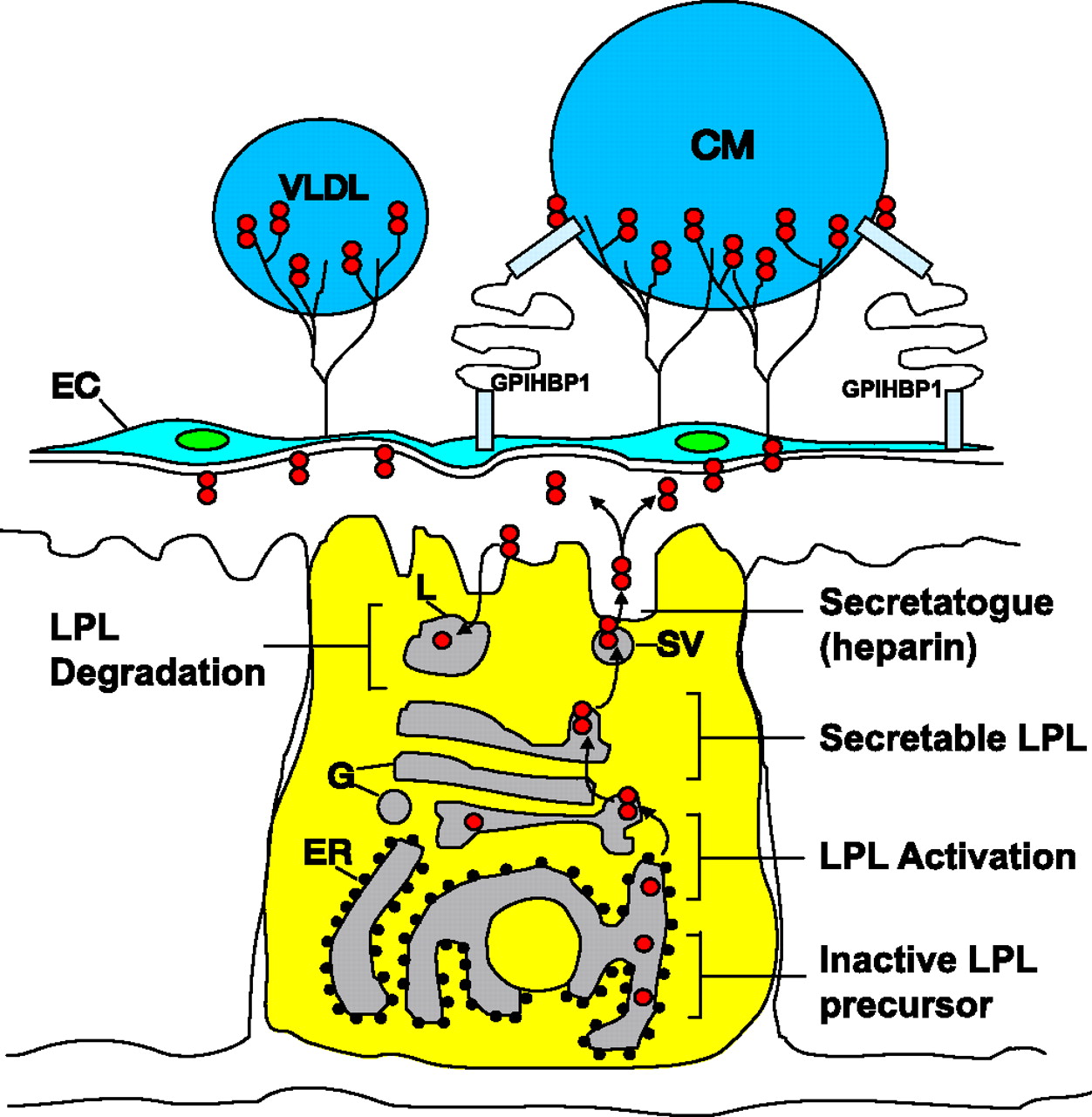 lipoprotein lipase