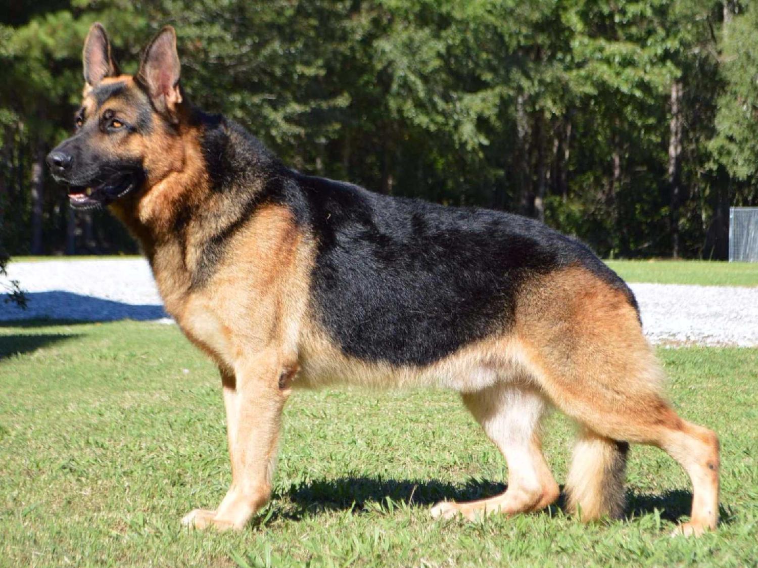 german shepherd