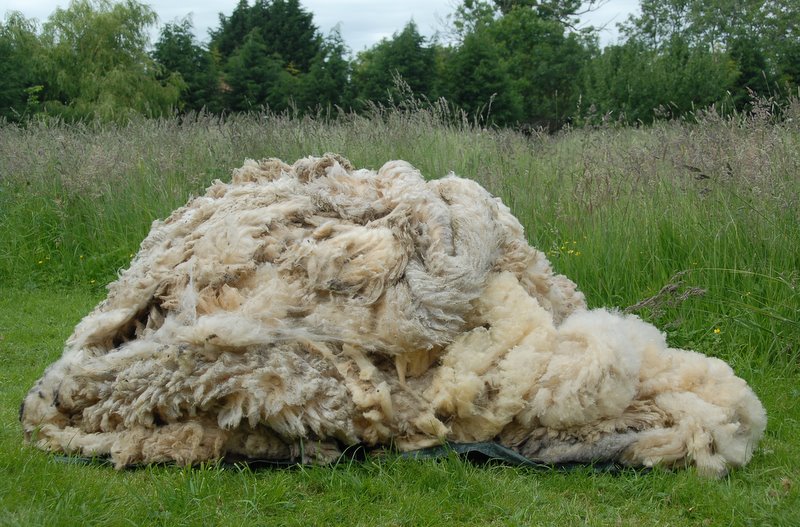 【fleece_wool】什么意思_英语fleece_wool的翻译_音标_读音_用法