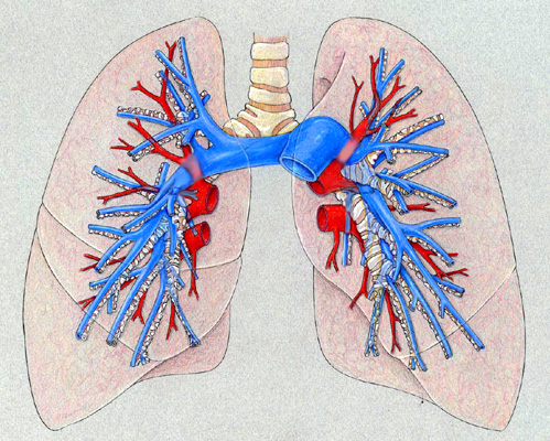 pulmonary vascular