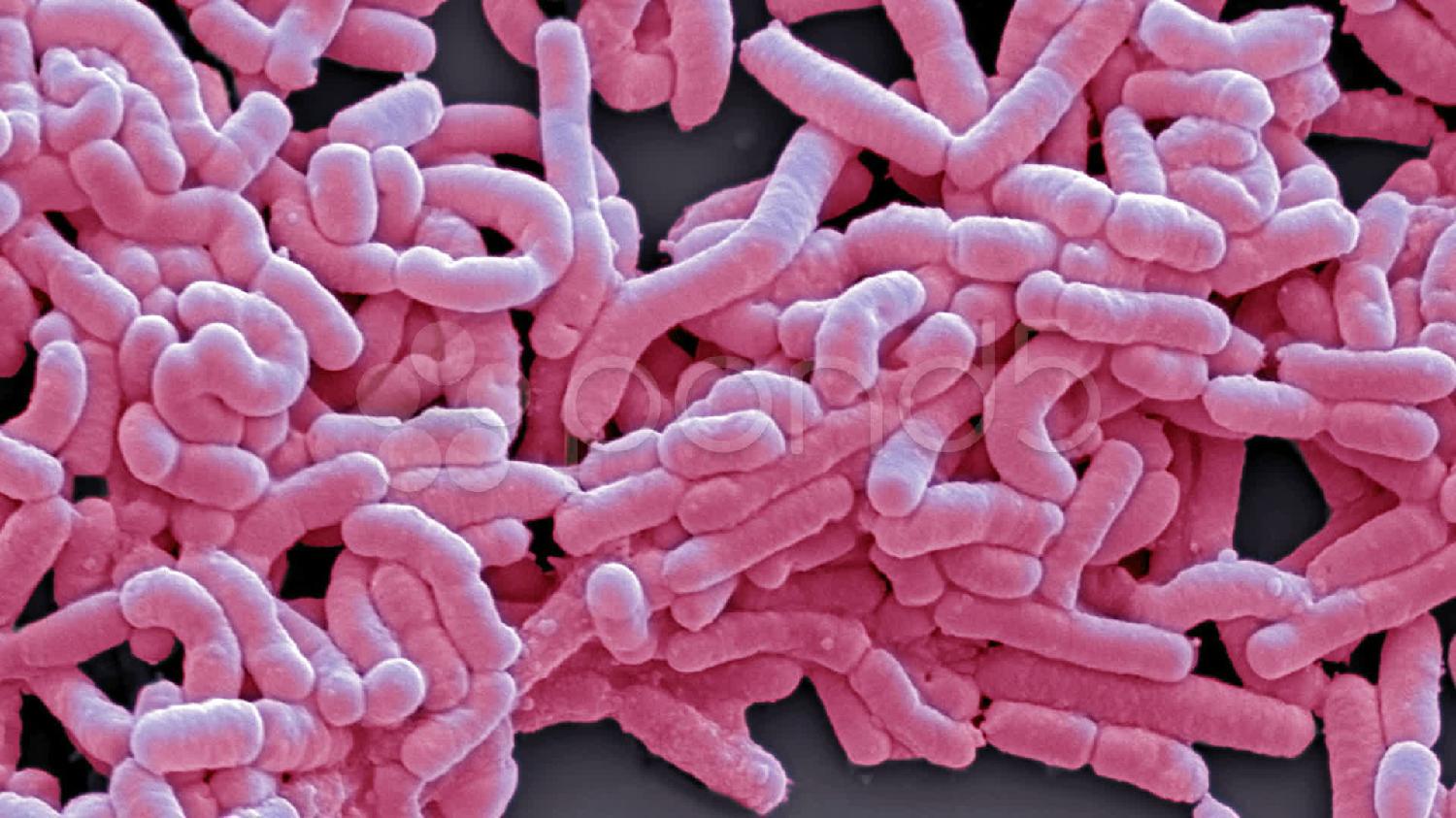 lactobacillus casei
