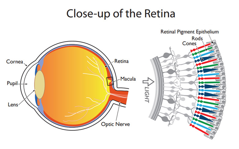 retinal cell