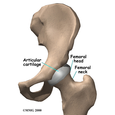 femoral neck