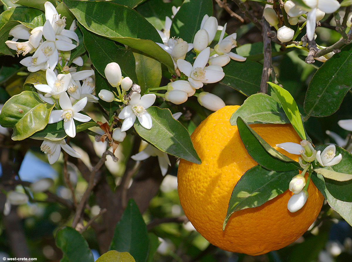 citrus sinensis